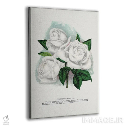 تابلو مینیمال چاپ لیتوگرافی گل سرخ سفید کوکت د آلپ اثر نمونه گیاهی راچستر - نمای پرسپکتیو محصول