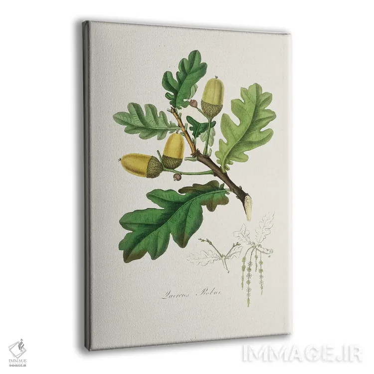 تابلو دکوراتیو بلوط انگلیسی طب گیاهی اثر جان استیونسون - نمای پرسپکتیو محصول