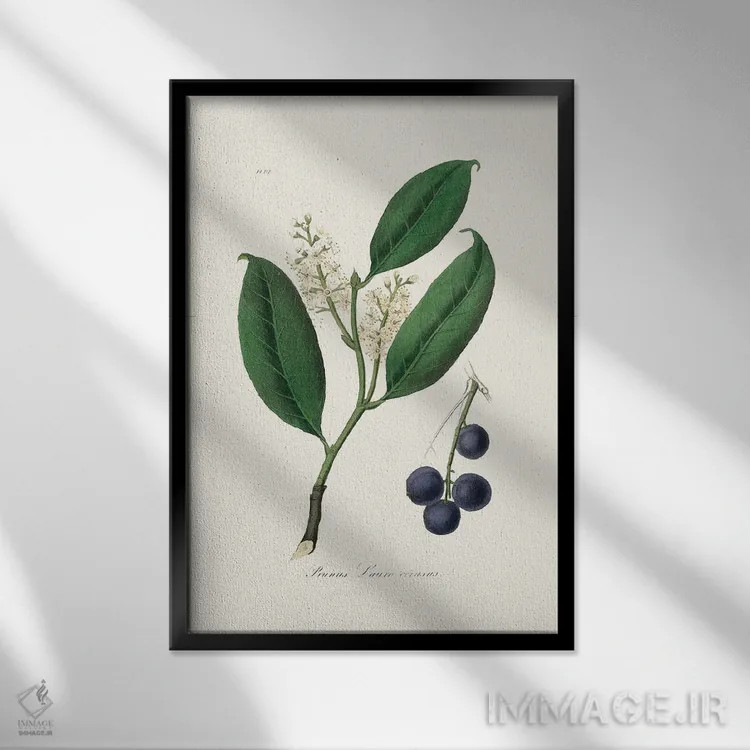 تابلو دکوراتیو مرمکی گیلاس طب گیاهی اثر جان استیونسون - نمای قابدار مشکی