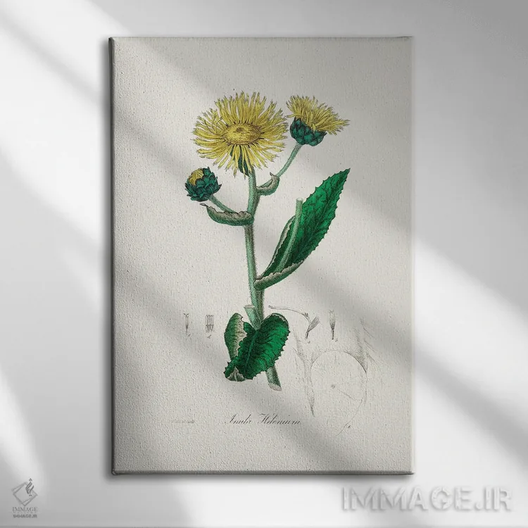 تابلو دکوراتیو الکمپان طب گیاهی اثر جان استیونسون - نمای روبهرو روی دیوار
