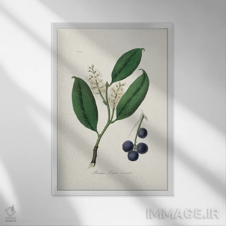 تابلو دکوراتیو مرمکی گیلاس طب گیاهی اثر جان استیونسون - نمای قابدار سفید