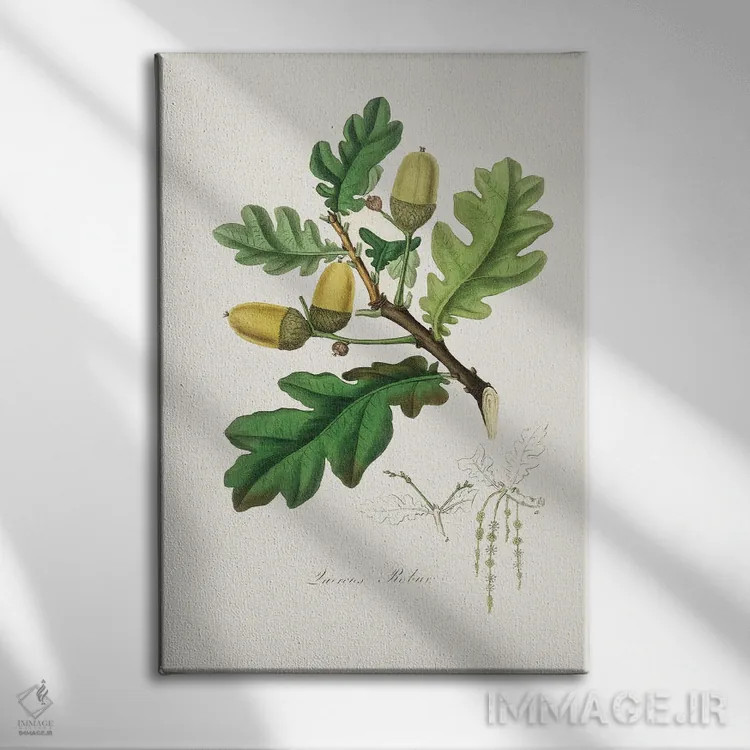 تابلو دکوراتیو بلوط انگلیسی طب گیاهی اثر جان استیونسون - نمای روبهرو روی دیوار