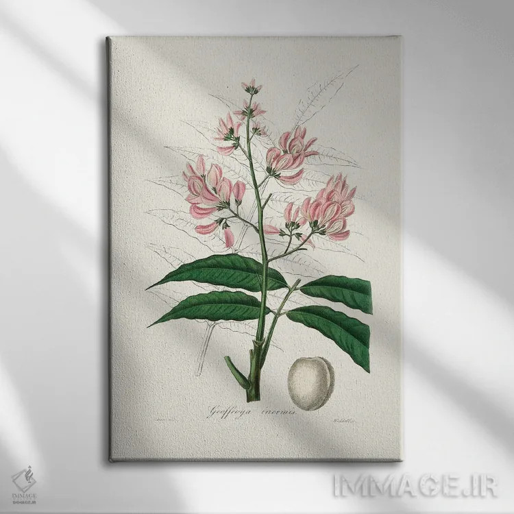 تابلو دکوراتیو جئوفرویا اینرمیس طب گیاهی اثر جان استیونسون - نمای روبهرو روی دیوار