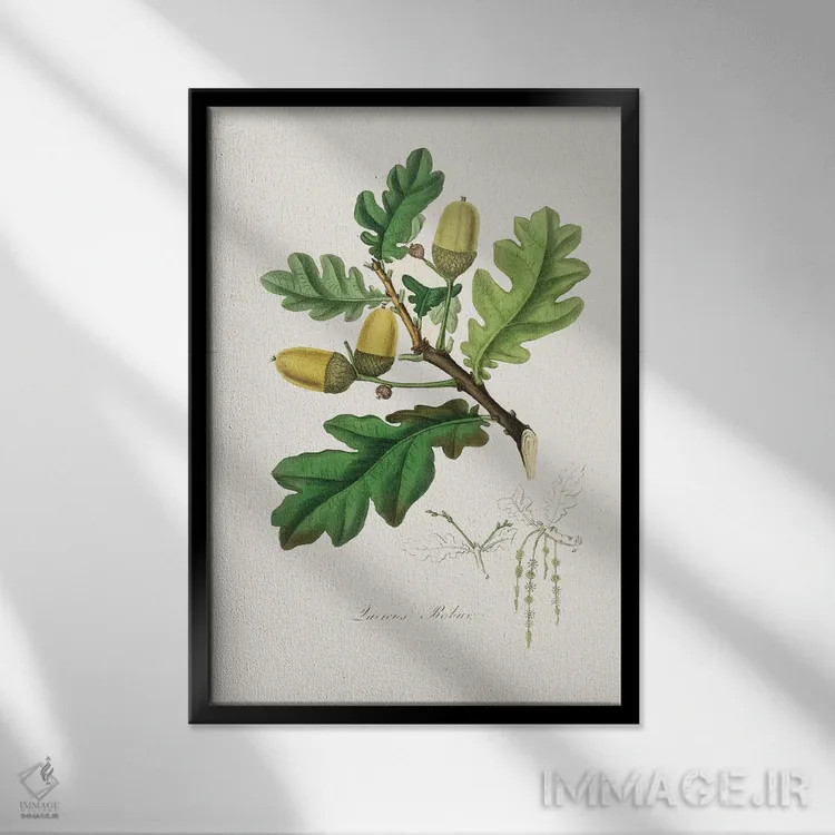 تابلو دکوراتیو بلوط انگلیسی طب گیاهی اثر جان استیونسون - نمای قابدار مشکی