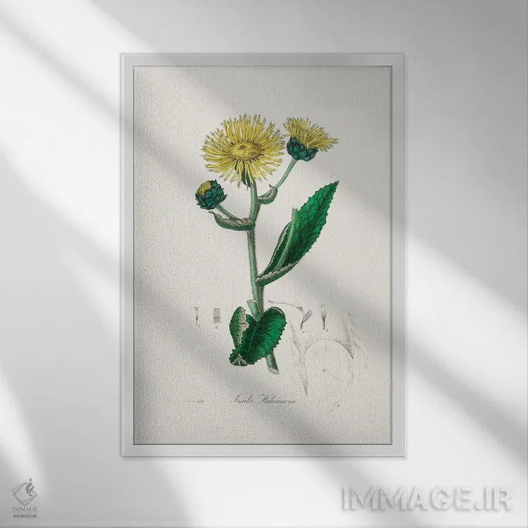 تابلو دکوراتیو الکمپان طب گیاهی اثر جان استیونسون - نمای قابدار سفید