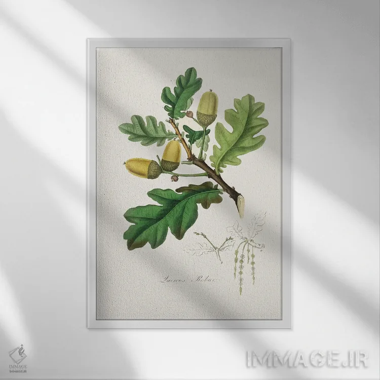 تابلو دکوراتیو بلوط انگلیسی طب گیاهی اثر جان استیونسون - نمای قابدار سفید