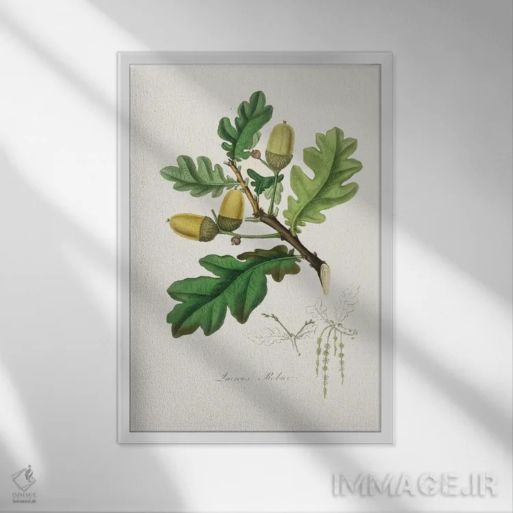 تابلو دکوراتیو بلوط انگلیسی طب گیاهی اثر جان استیونسون - نمای قابدار سفید