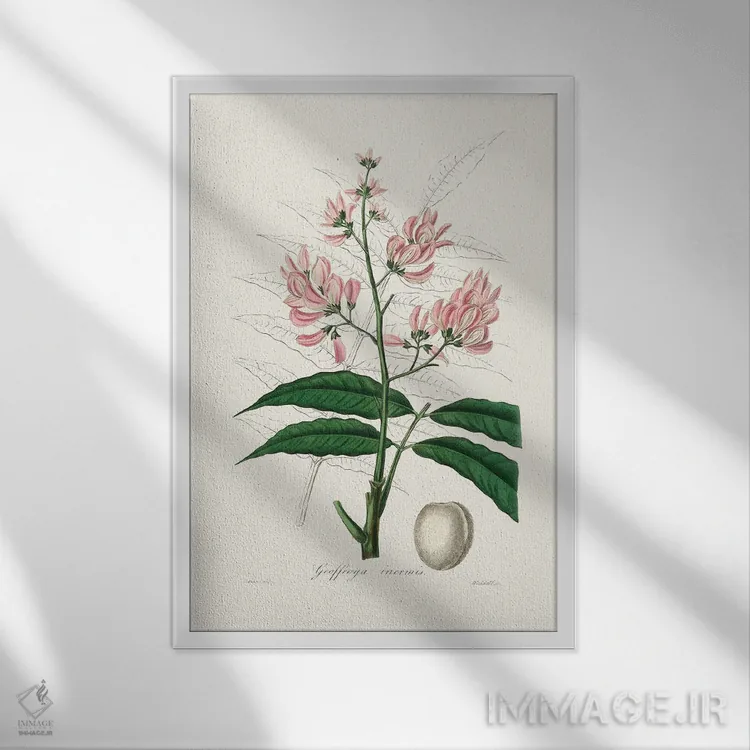 تابلو دکوراتیو جئوفرویا اینرمیس طب گیاهی اثر جان استیونسون - نمای قابدار سفید