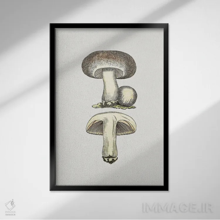 تابلو مدرن قارچ صحرایی خاکستری دست کشیده اثر کتابخانه میراث تنوع زیستی - نمای قابدار مشکی