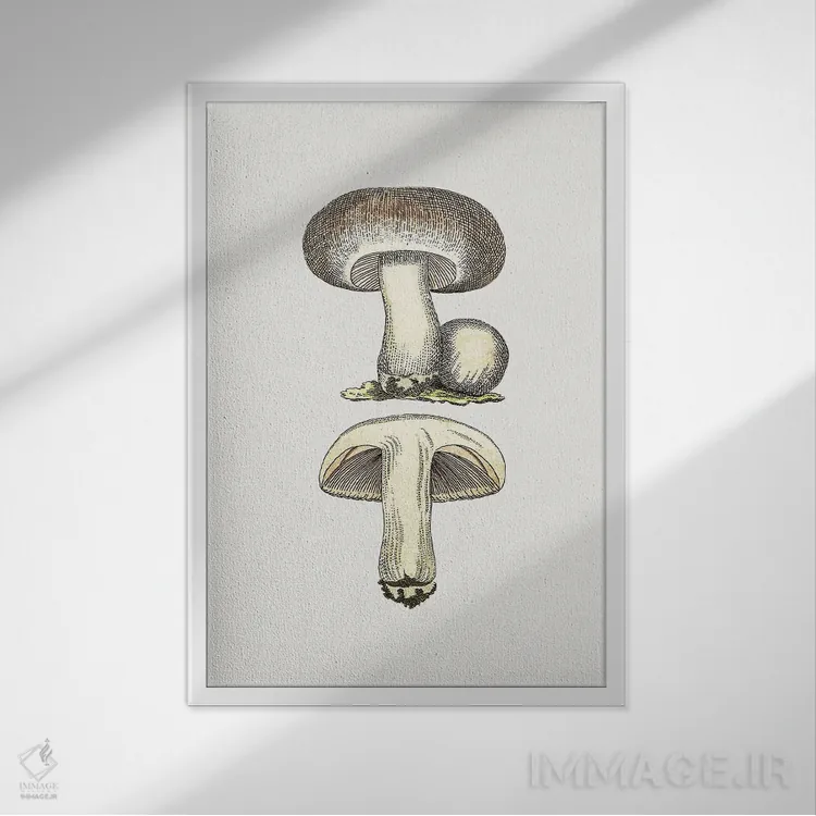 تابلو مدرن قارچ صحرایی خاکستری دست کشیده اثر کتابخانه میراث تنوع زیستی - نمای قابدار سفید