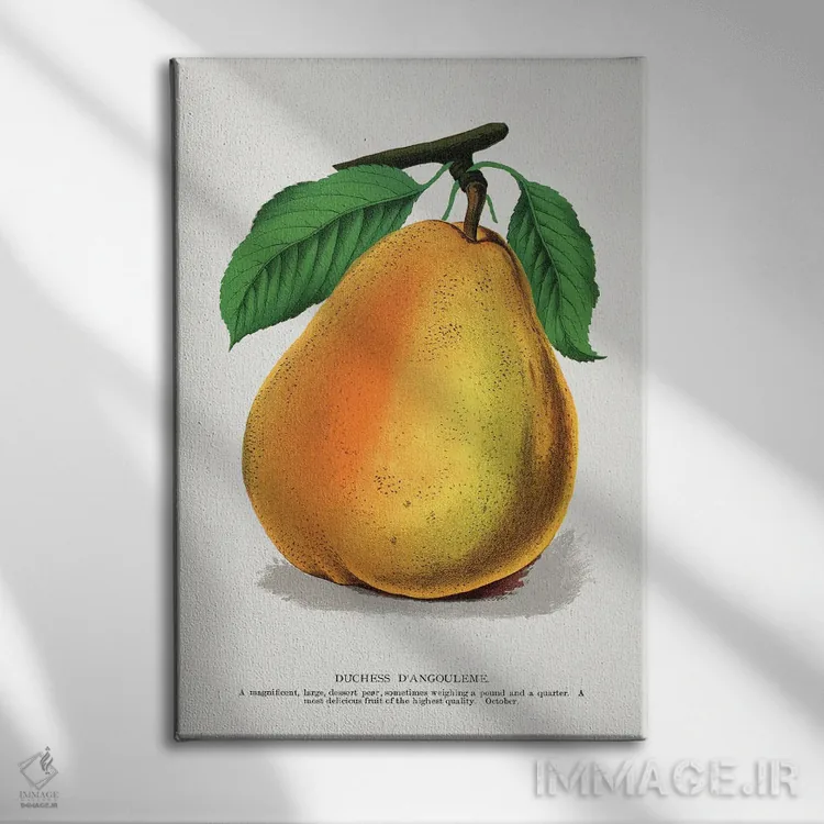 تابلو دکوراتیو لیتوگراف گلابی دوشس دانگولم اثر نمونه گیاهی راچستر - نمای روبهرو روی دیوار