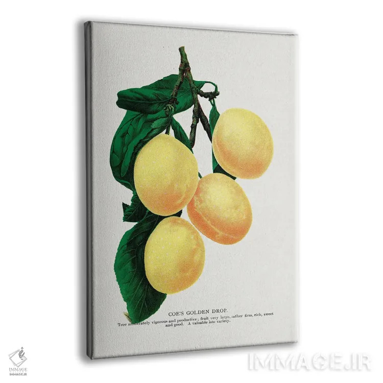 تابلو دکوراتیو لیتوگراف آلو قطره طلایی کو اثر نمونه گیاهی راچستر - نمای پرسپکتیو محصول