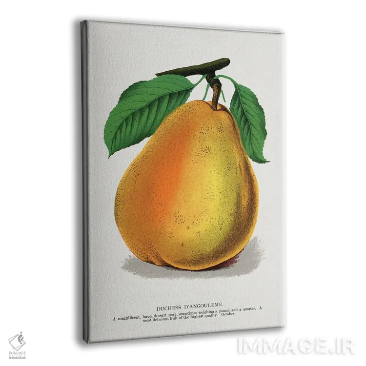 تابلو دکوراتیو لیتوگراف گلابی دوشس دانگولم اثر نمونه گیاهی راچستر - نمای پرسپکتیو محصول