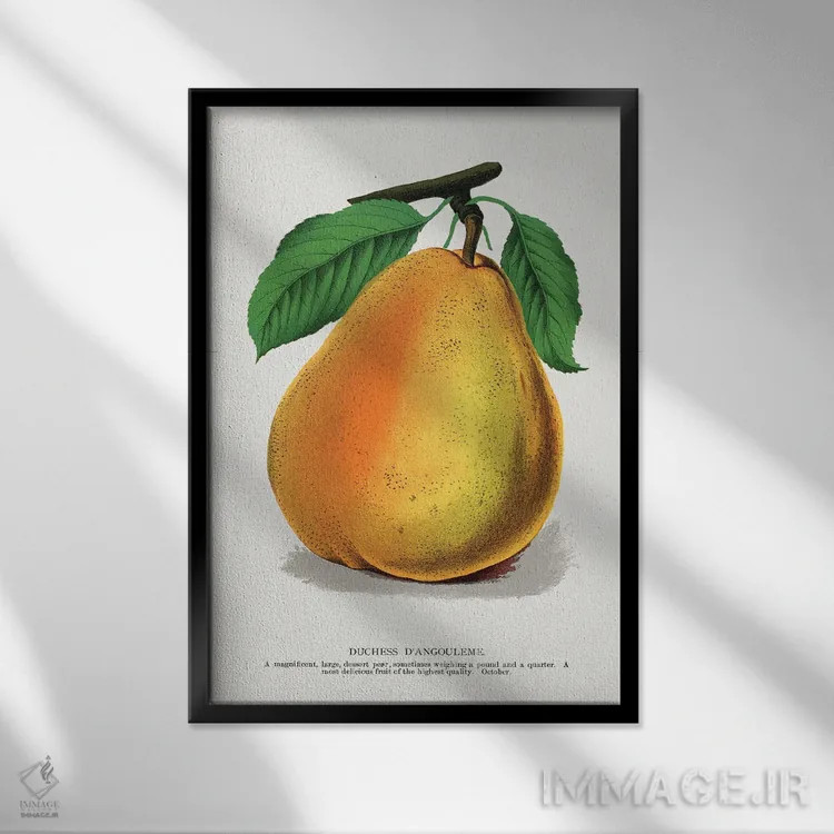 تابلو دکوراتیو لیتوگراف گلابی دوشس دانگولم اثر نمونه گیاهی راچستر - نمای قابدار مشکی