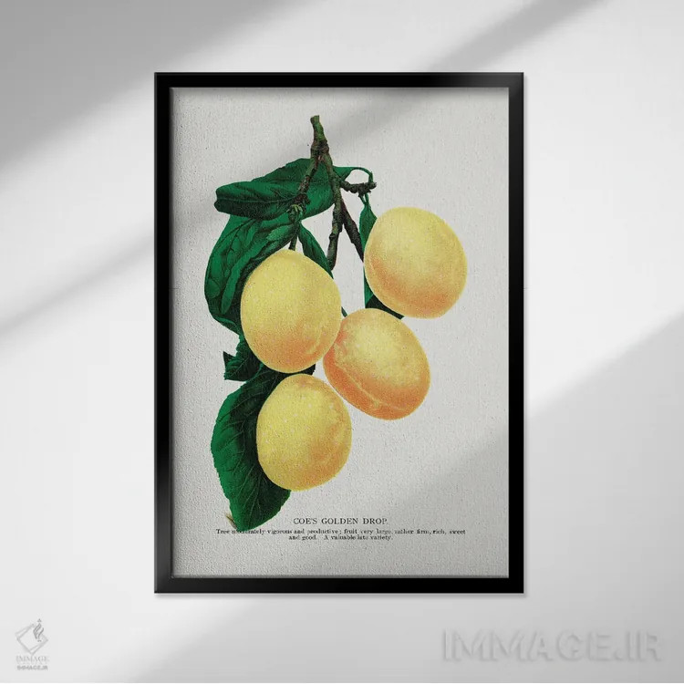 تابلو دکوراتیو لیتوگراف آلو قطره طلایی کو اثر نمونه گیاهی راچستر - نمای قابدار مشکی
