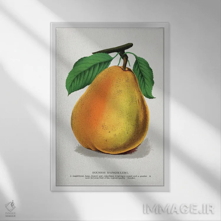 تابلو دکوراتیو لیتوگراف گلابی دوشس دانگولم اثر نمونه گیاهی راچستر - نمای قابدار سفید