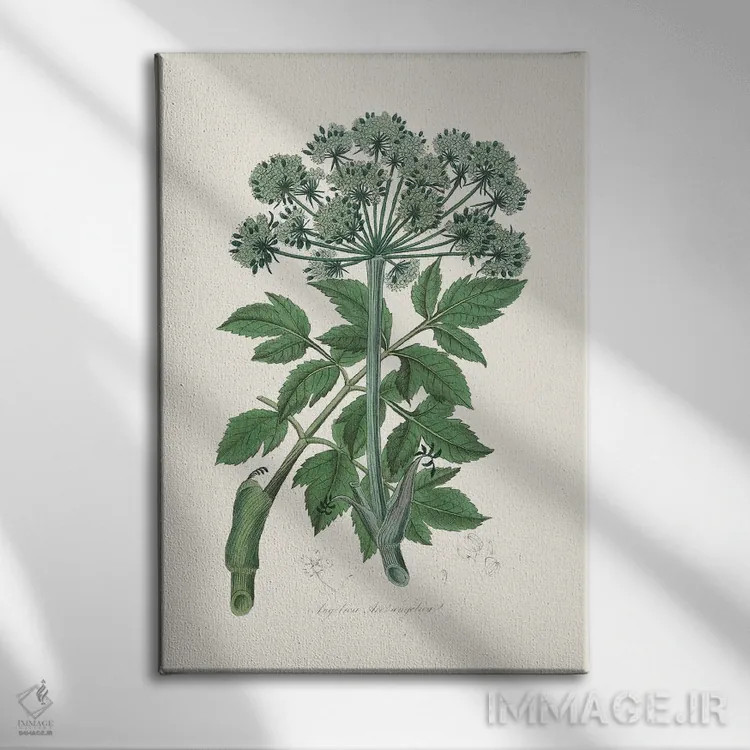 تابلو مدرن فرشته چانجلیکا، گیاه شناسی پزشکی اثر جان استیونسون - نمای روبهرو روی دیوار