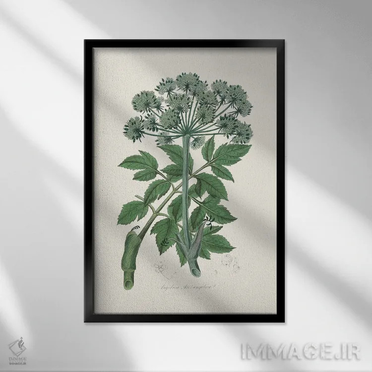 تابلو مدرن فرشته چانجلیکا، گیاه شناسی پزشکی اثر جان استیونسون - نمای قابدار مشکی