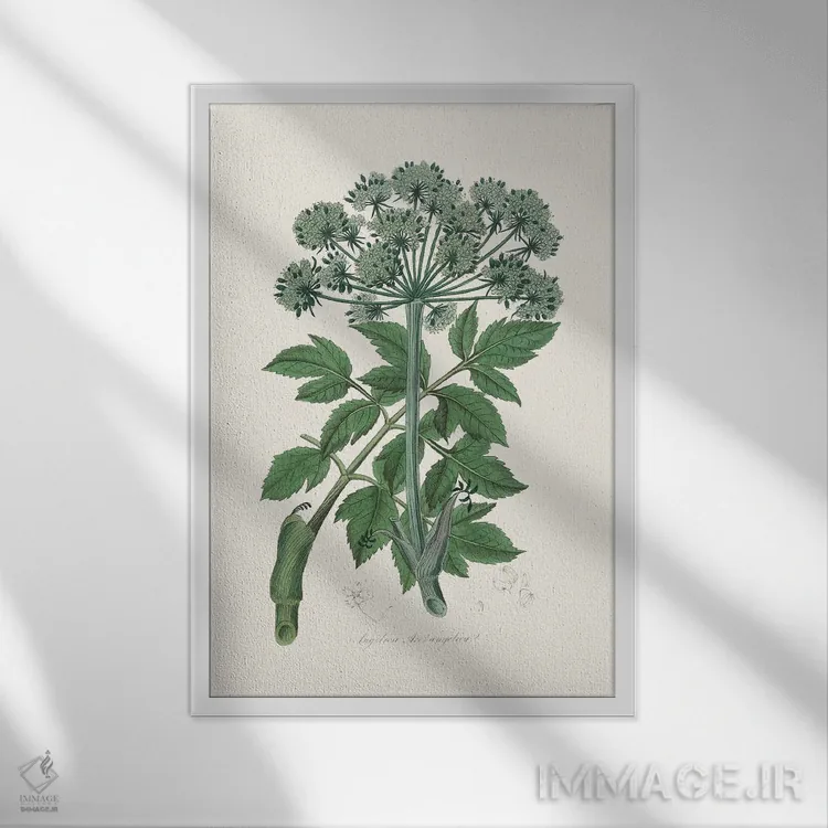 تابلو مدرن فرشته چانجلیکا، گیاه شناسی پزشکی اثر جان استیونسون - نمای قابدار سفید