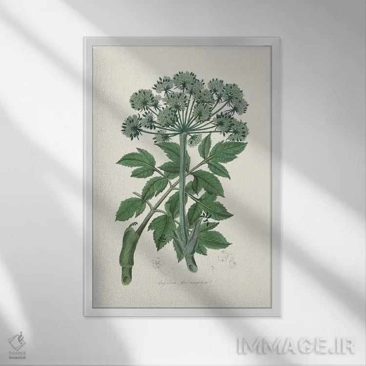 تابلو مدرن فرشته چانجلیکا، گیاه شناسی پزشکی اثر جان استیونسون - نمای قابدار سفید