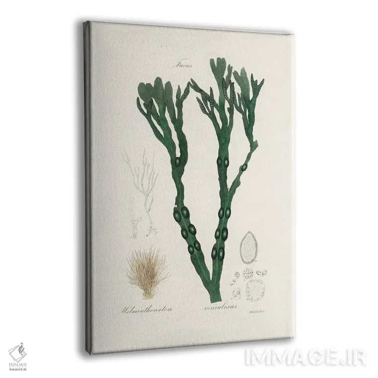 تابلو مدرن جلبک مثانه ای ، گیاه شناسی پزشکی اثر جان استیونسون - نمای پرسپکتیو محصول