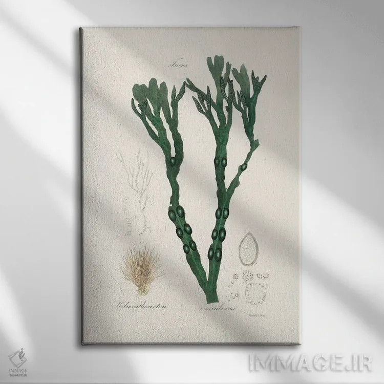 تابلو مدرن جلبک مثانه ای ، گیاه شناسی پزشکی اثر جان استیونسون - نمای روبهرو روی دیوار