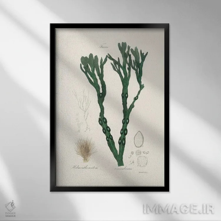 تابلو مدرن جلبک مثانه ای ، گیاه شناسی پزشکی اثر جان استیونسون - نمای قابدار مشکی