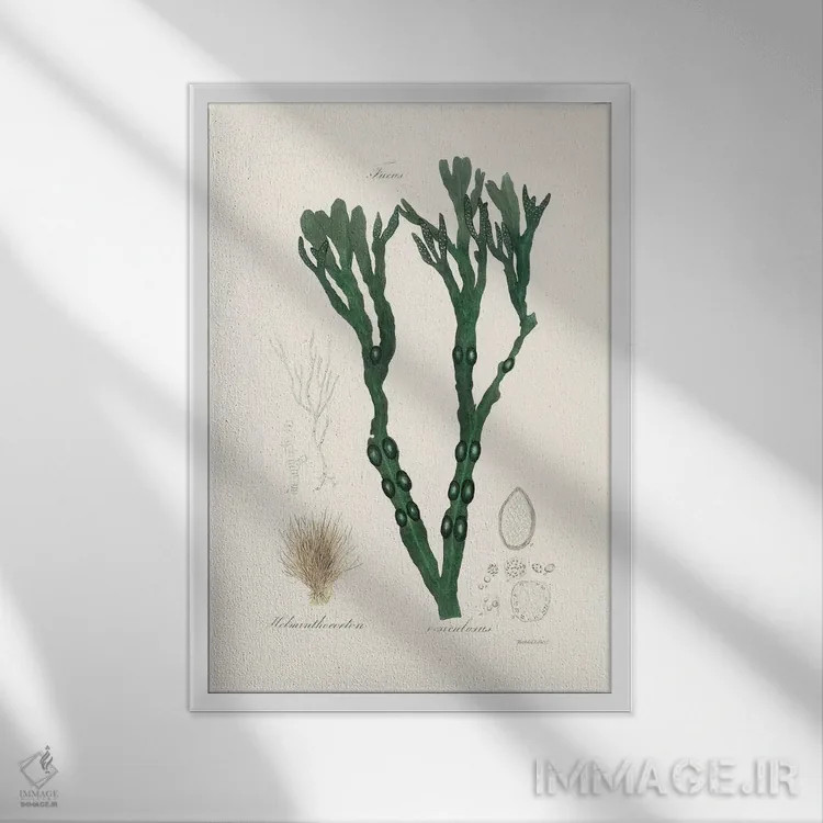 تابلو مدرن جلبک مثانه ای ، گیاه شناسی پزشکی اثر جان استیونسون - نمای قابدار سفید
