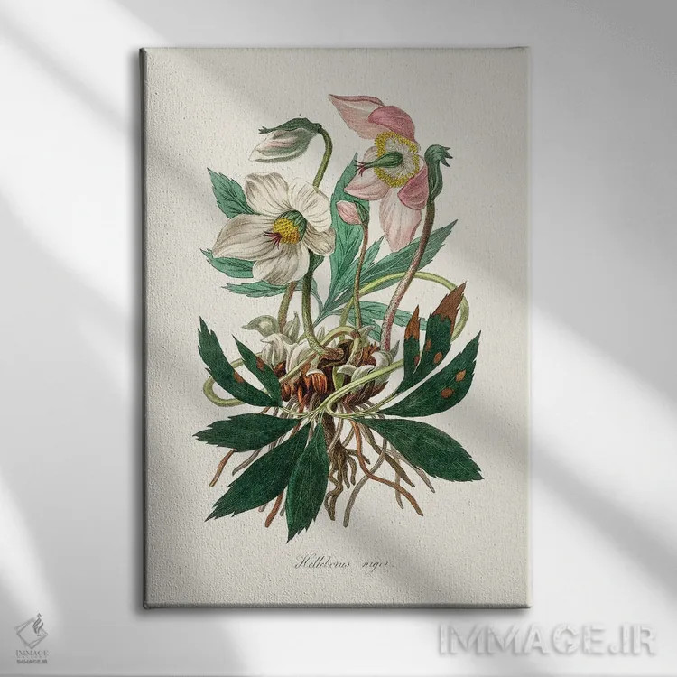 تابلو مدرن گل کریسمس ، گیاه شناسی پزشکی اثر جان استیونسون - نمای روبهرو روی دیوار