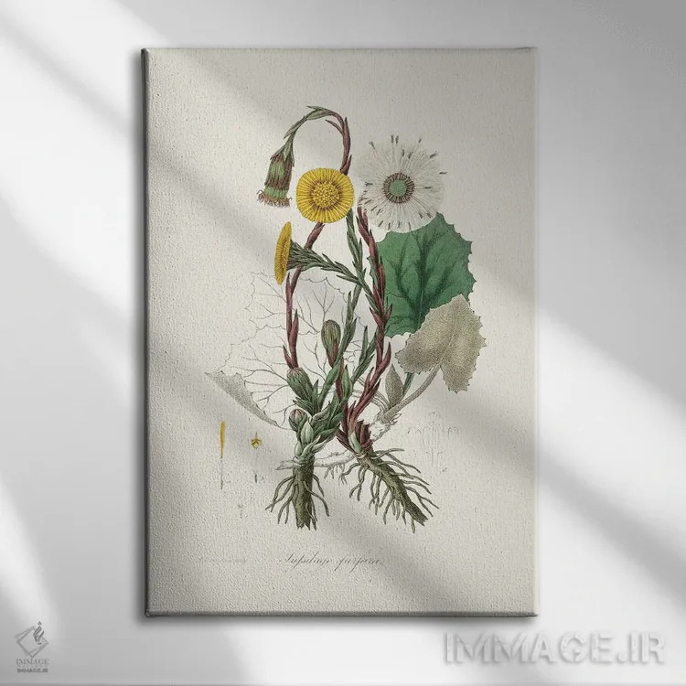 تابلو مدرن کلتس فوت ، گیاه شناسی پزشکی اثر جان استیونسون - نمای روبهرو روی دیوار