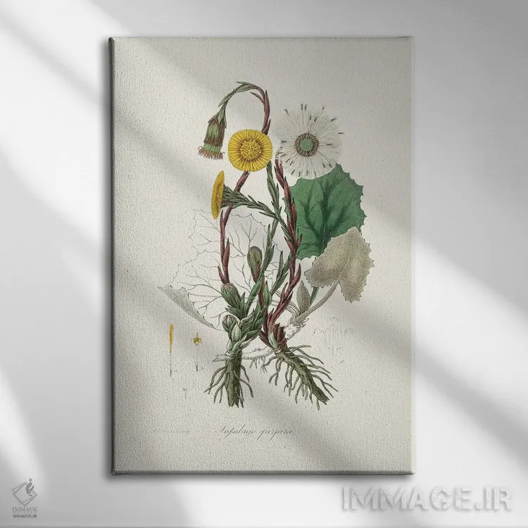 تابلو مدرن کلتس فوت ، گیاه شناسی پزشکی اثر جان استیونسون - نمای روبهرو روی دیوار