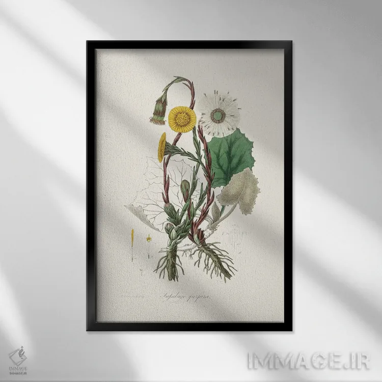 تابلو مدرن کلتس فوت ، گیاه شناسی پزشکی اثر جان استیونسون - نمای قابدار مشکی