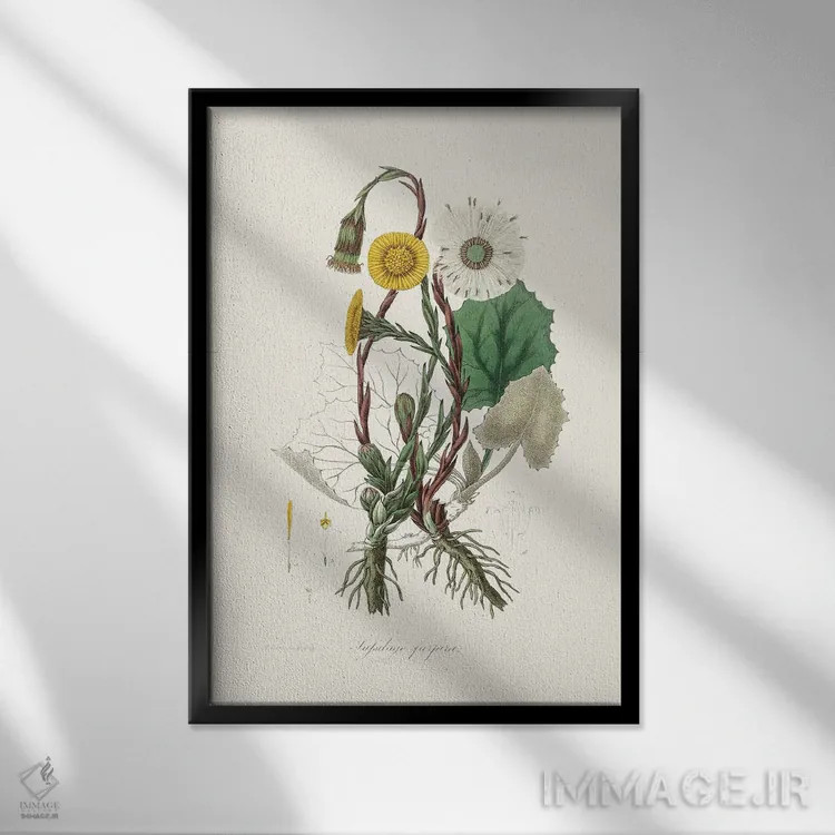 تابلو مدرن کلتس فوت ، گیاه شناسی پزشکی اثر جان استیونسون - نمای قابدار مشکی