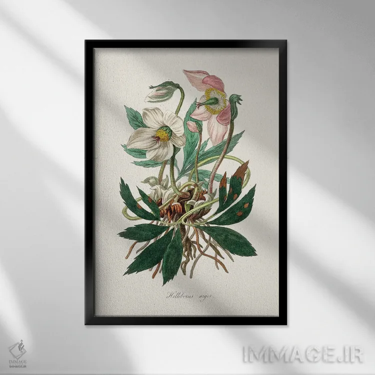 تابلو مدرن گل کریسمس ، گیاه شناسی پزشکی اثر جان استیونسون - نمای قابدار مشکی