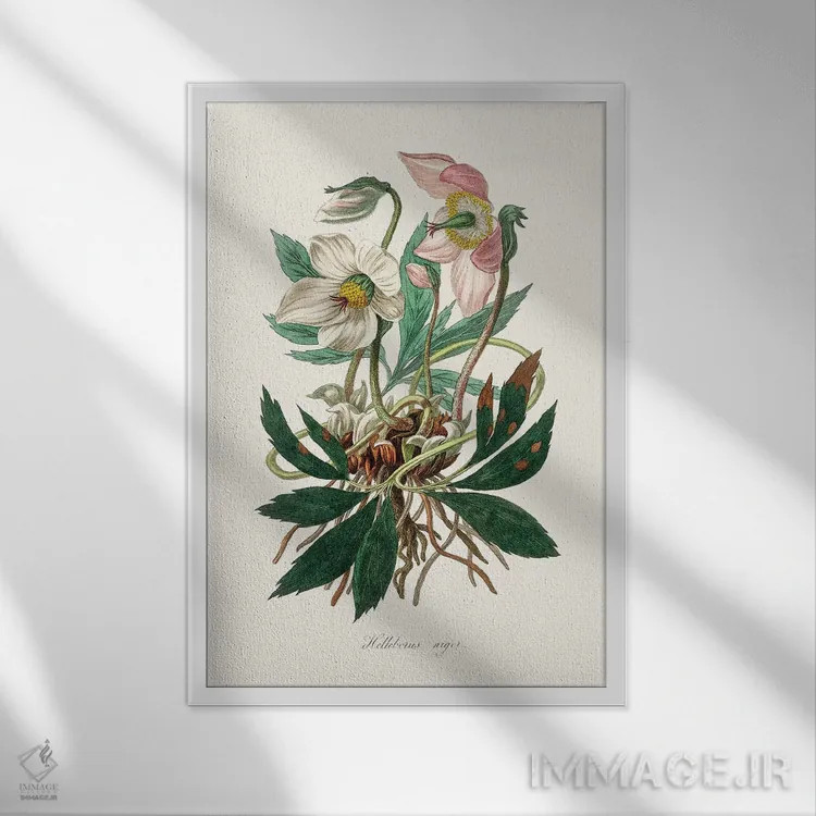 تابلو مدرن گل کریسمس ، گیاه شناسی پزشکی اثر جان استیونسون - نمای قابدار سفید