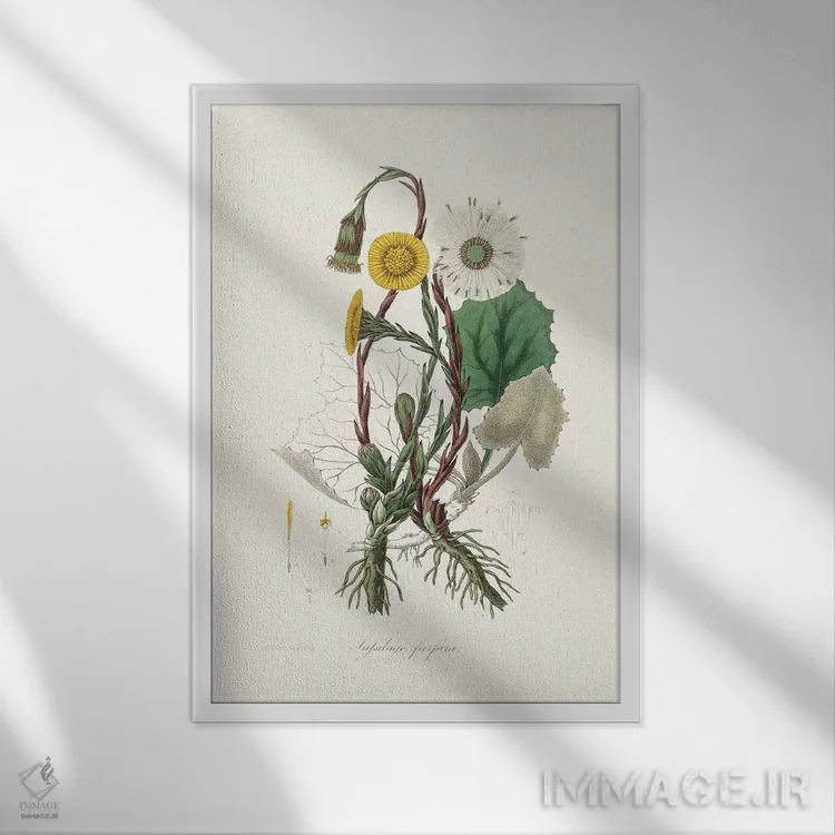 تابلو مدرن کلتس فوت ، گیاه شناسی پزشکی اثر جان استیونسون - نمای قابدار سفید