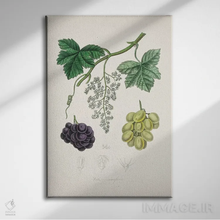 تابلو مدرن مو معمولی ، گیاه شناسی پزشکی اثر جان استیونسون - نمای روبهرو روی دیوار