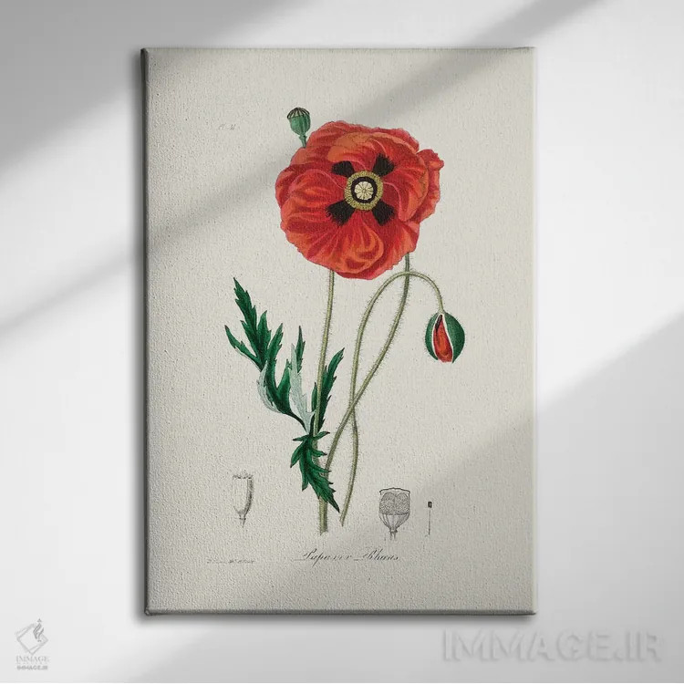 تابلو مدرن شقایق معمولی ، گیاه شناسی پزشکی اثر جان استیونسون - نمای روبهرو روی دیوار
