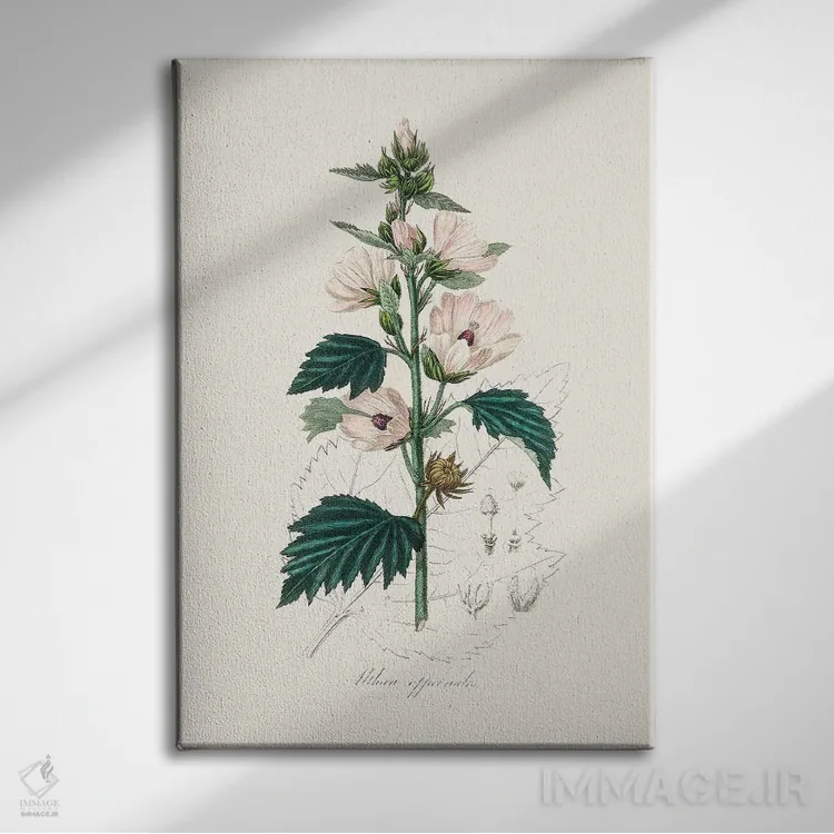 تابلو مدرن مارشمالوی معمولی ، گیاه شناسی پزشکی اثر جان استیونسون - نمای روبهرو روی دیوار