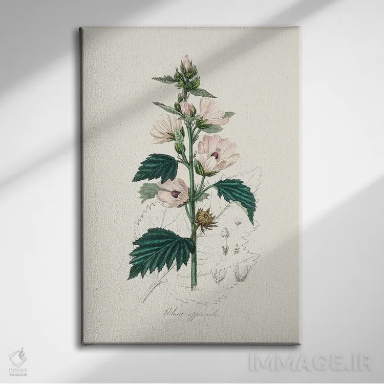 تابلو مدرن مارشمالوی معمولی ، گیاه شناسی پزشکی اثر جان استیونسون - نمای روبهرو روی دیوار