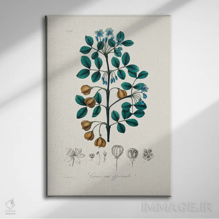 تابلو مدرن چوب گوایاک ، گیاه شناسی پزشکی اثر جان استیونسون - نمای روبهرو روی دیوار