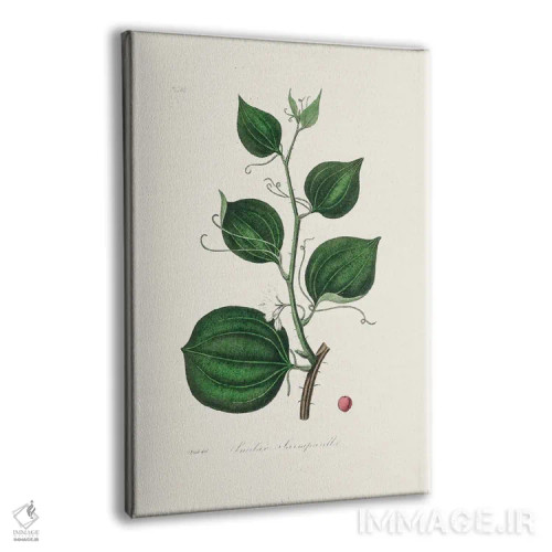 تابلو مدرن لیمیلاکس لارسپاریا، گیاه شناسی پزشکی اثر جان استیونسون - نمای پرسپکتیو محصول