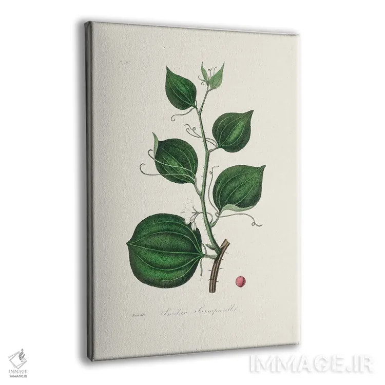 تابلو مدرن لیمیلاکس لارسپاریا، گیاه شناسی پزشکی اثر جان استیونسون - نمای پرسپکتیو محصول