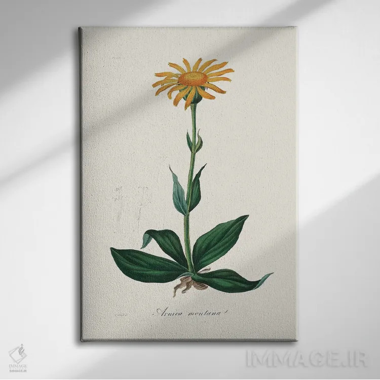 تابلو مدرن آرنیکای کوهستانی ، گیاه شناسی پزشکی اثر جان استیونسون - نمای روبهرو روی دیوار