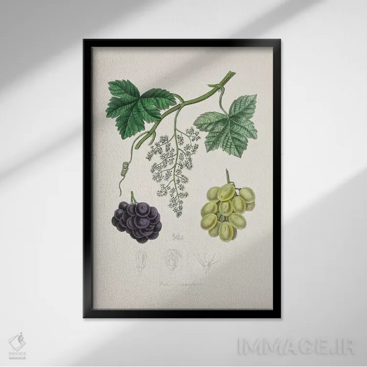 تابلو مدرن مو معمولی ، گیاه شناسی پزشکی اثر جان استیونسون - نمای قابدار مشکی