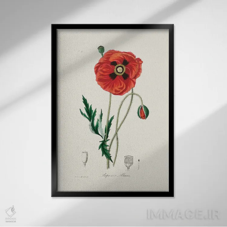 تابلو مدرن شقایق معمولی ، گیاه شناسی پزشکی اثر جان استیونسون - نمای قابدار مشکی