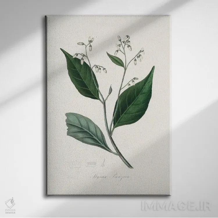 تابلو مدرن درخت بنجامین صمغی ، گیاه شناسی پزشکی اثر جان استیونسون - نمای روبهرو روی دیوار