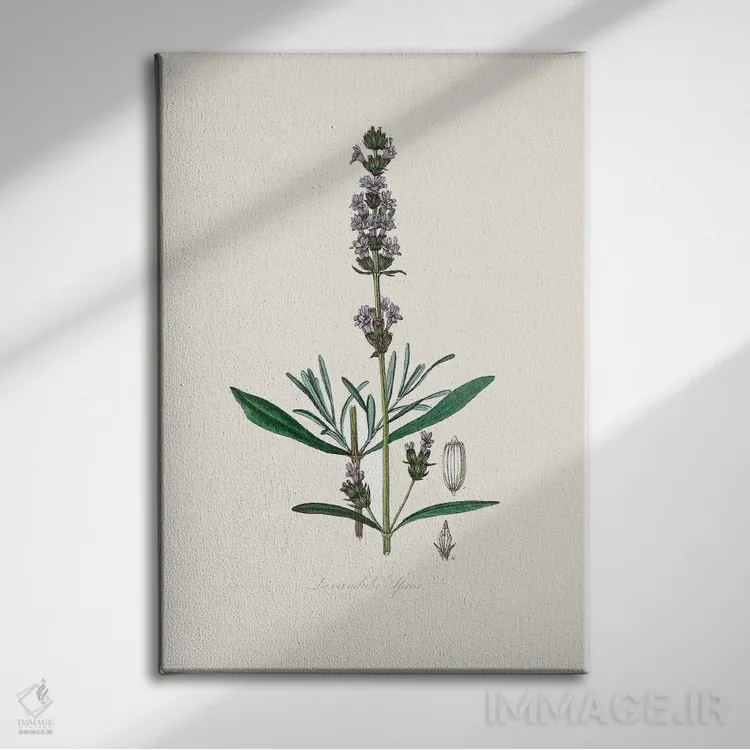 تابلو مدرن اسطوخودوس ، گیاه شناسی پزشکی اثر جان استیونسون - نمای روبهرو روی دیوار