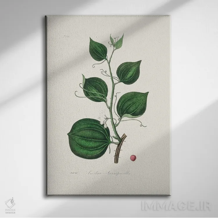 تابلو مدرن لیمیلاکس لارسپاریا، گیاه شناسی پزشکی اثر جان استیونسون - نمای روبهرو روی دیوار