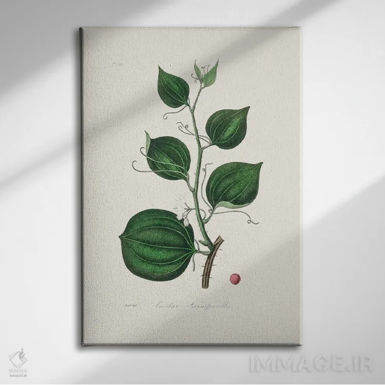 تابلو مدرن لیمیلاکس لارسپاریا، گیاه شناسی پزشکی اثر جان استیونسون - نمای روبهرو روی دیوار